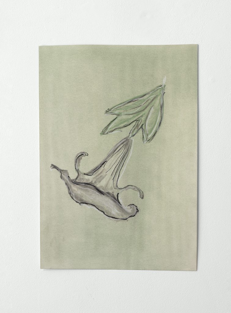 Plant Aura (Angel’s Trumpet)